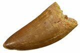 Carcharodontosaurus Tooth - Real Dinosaur Tooth #351648-1